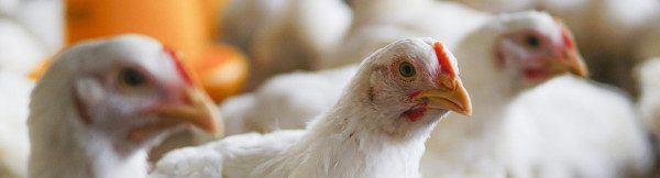 Witte kip op boerderij